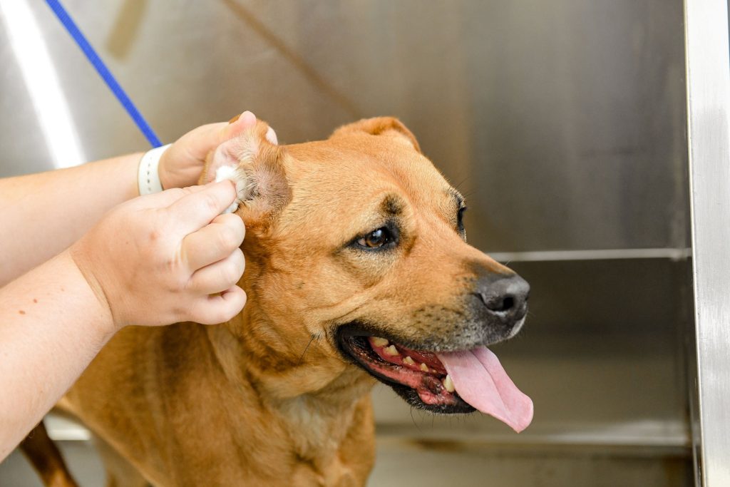 probiotics for dogs 