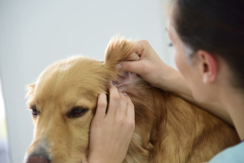 When to see the vet for your Dog Ear Infection Treatment