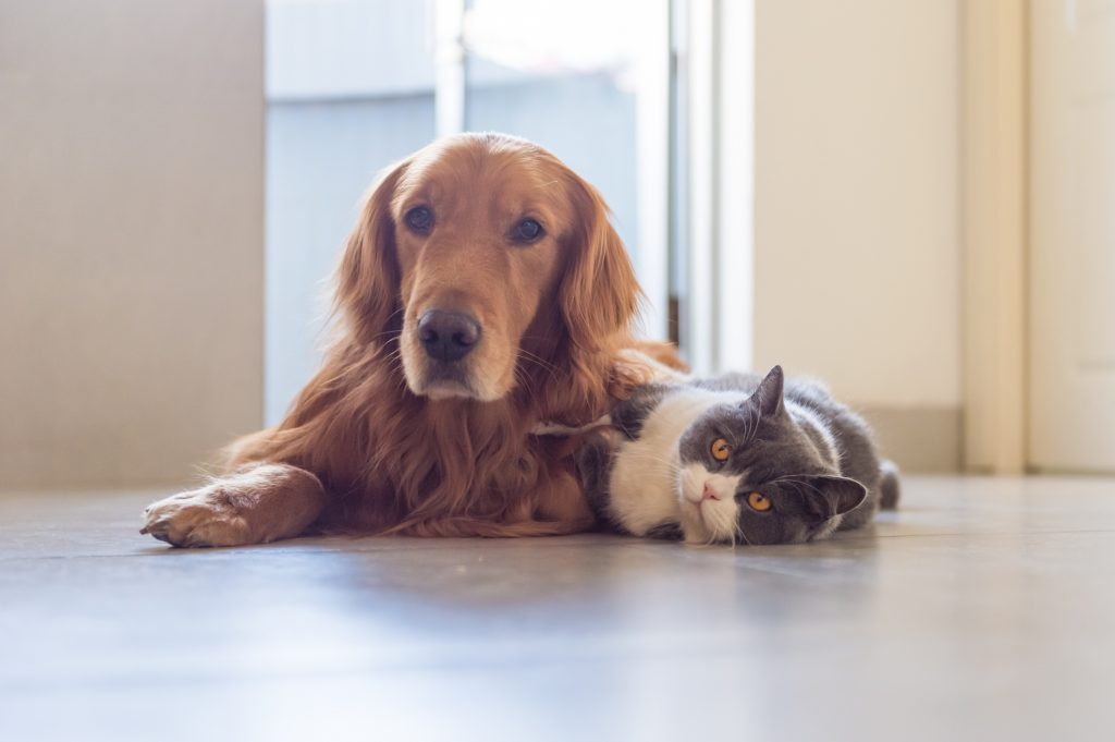 house & pet sitting in Brisbane