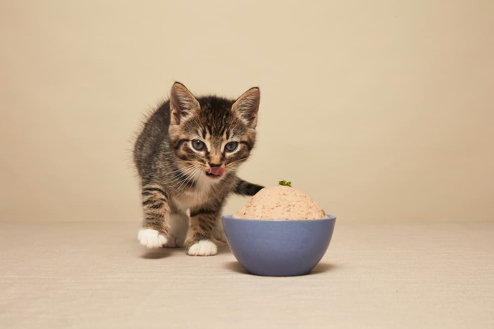 Top Online Shops for buying cat food