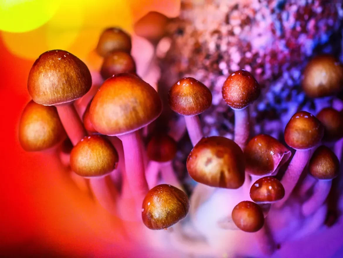 Are there any age restrictions for consuming Muscaria gummies in 2024?