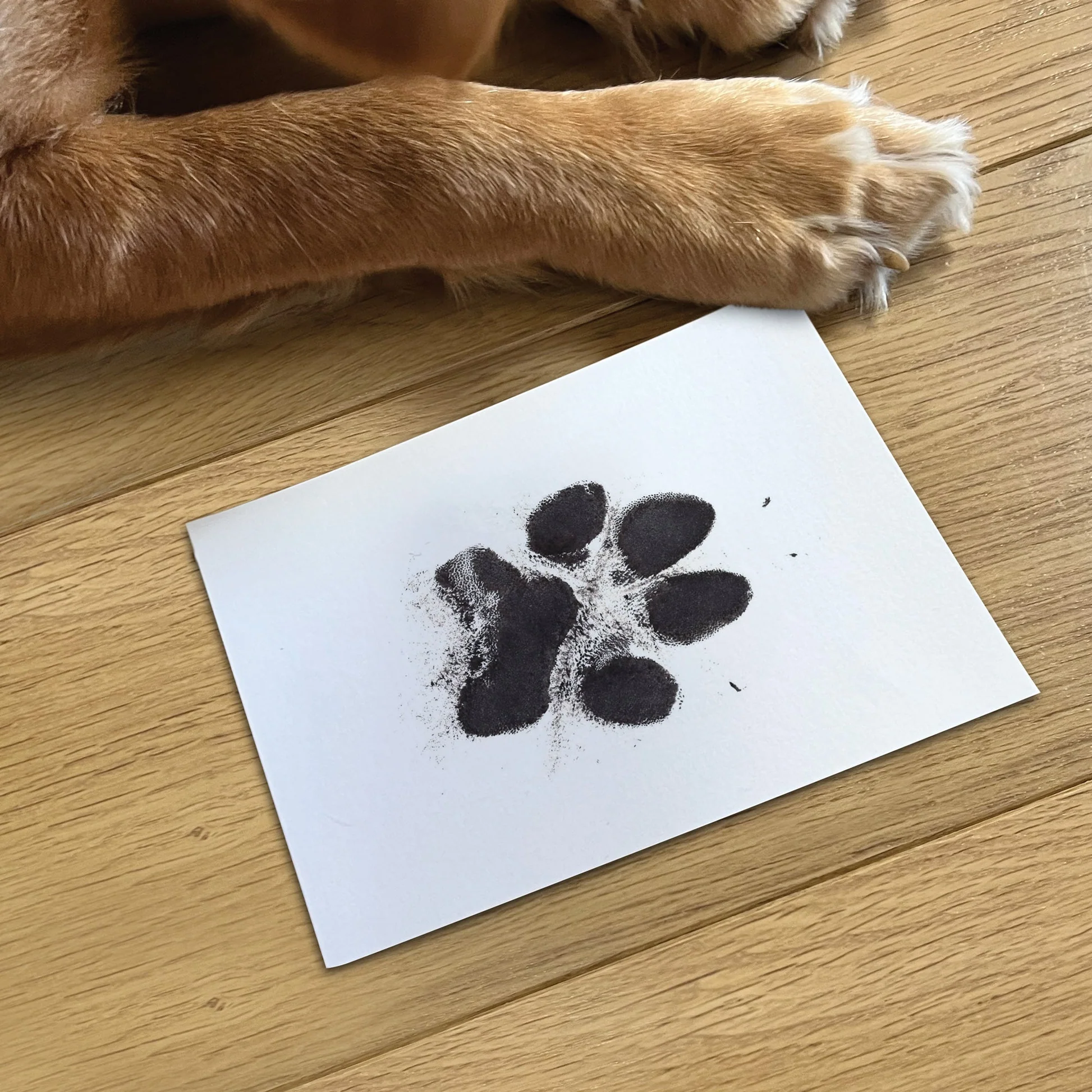 dog paw print clip art