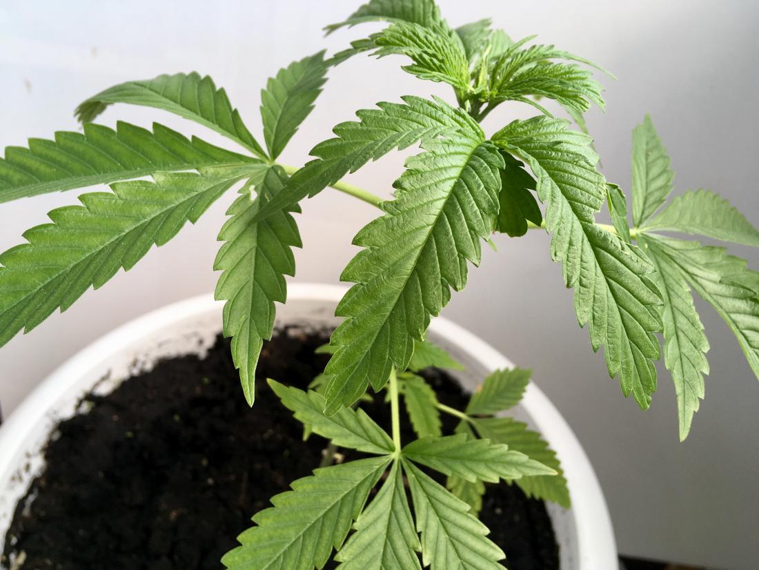 Long-Term Stress Relief Benefits from Regular Cannabis Use and Routine